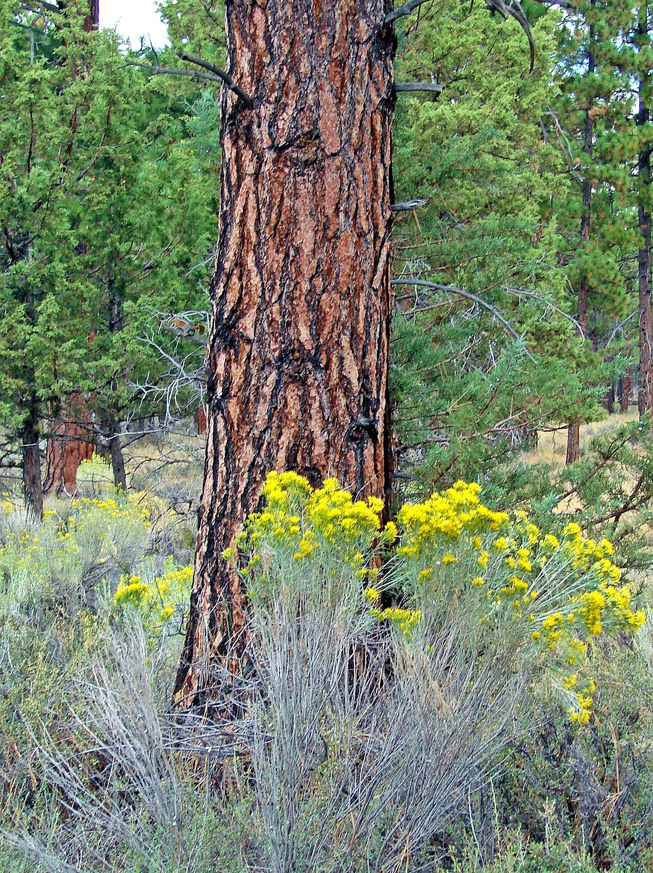 Ponderosa forest near Sisters, Oregon